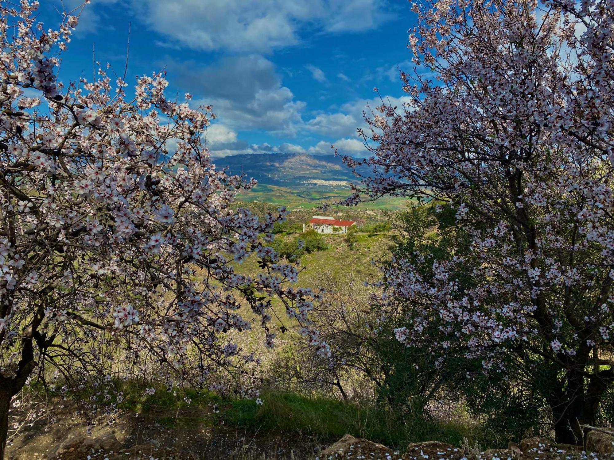Вилла El Sueno, Cortijo Andalusi Del Siglo XIX Альмохия Экстерьер фото